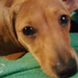 Meet your Posher, Leesa